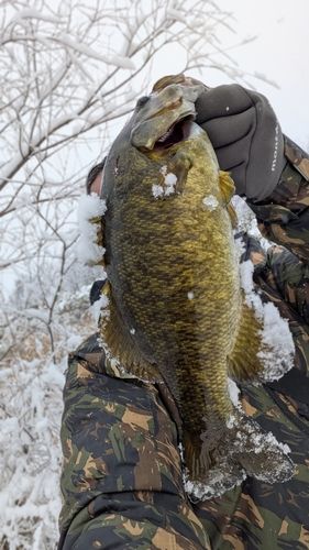 スモールマウスバスの釣果