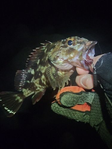 忠岡木材コンビナート