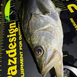 フッコ（マルスズキ）