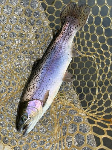 ニジマスの釣果