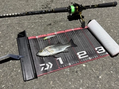 ヒラスズキの釣果