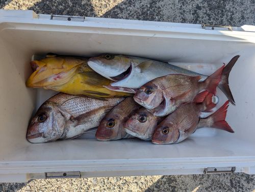 アオナの釣果
