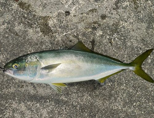 フクラギの釣果