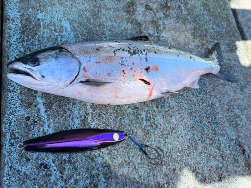 サクラマスの釣果