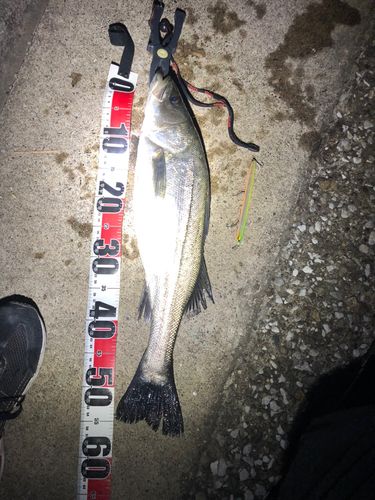 シーバスの釣果