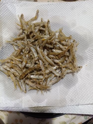 ワカサギの釣果