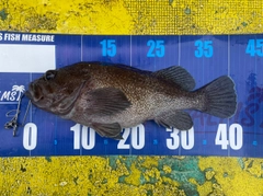 クロソイの釣果