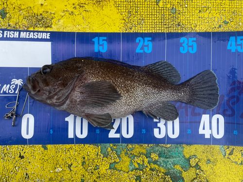 クロソイの釣果