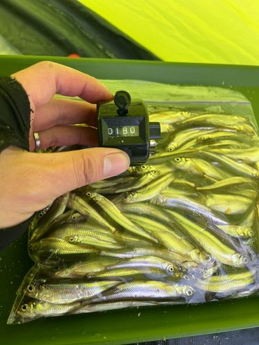 ワカサギの釣果