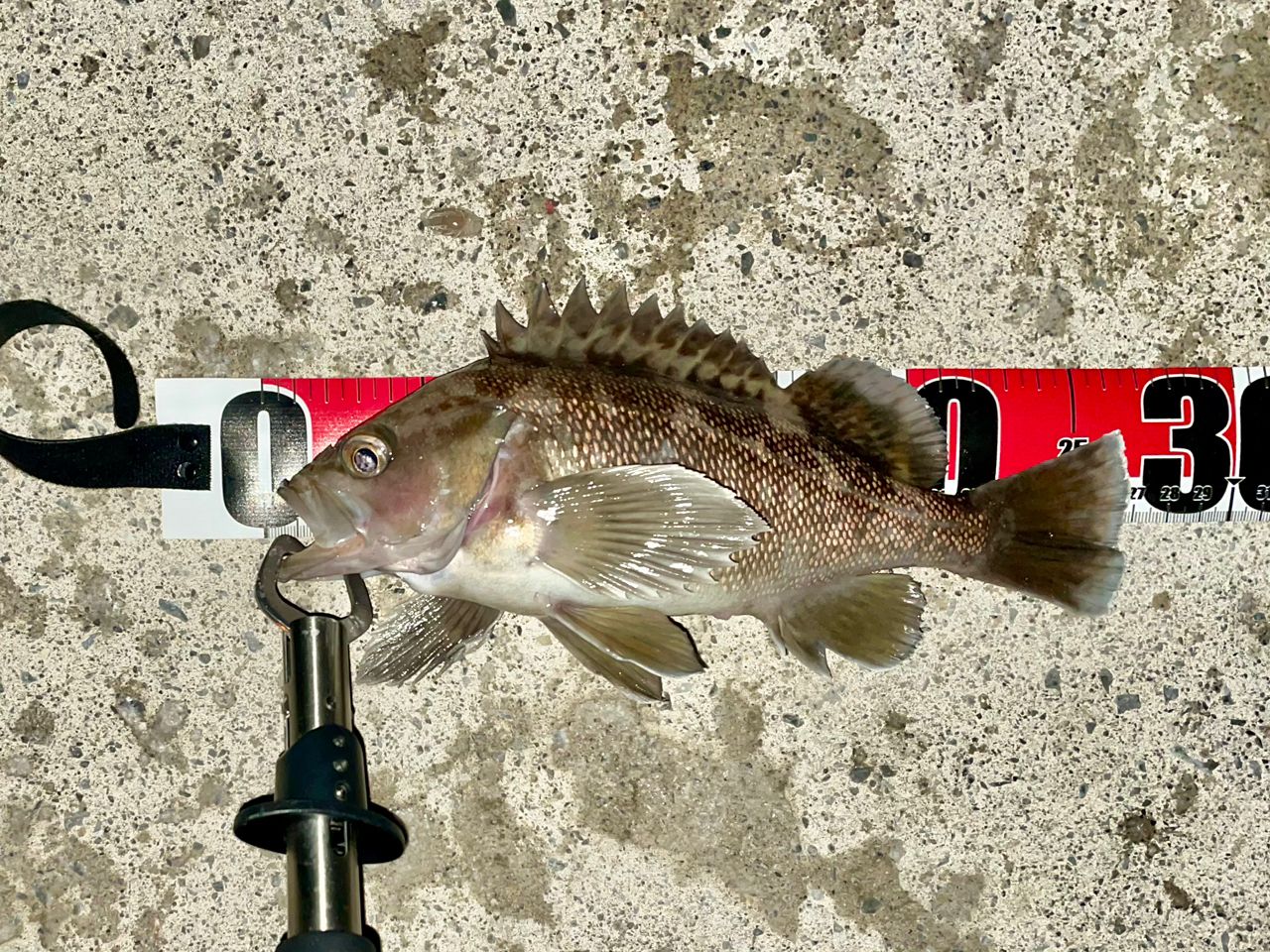 SHIMANO 22ハードロッカー SS S910H-3の最安値・インプレ・釣果 | 本音