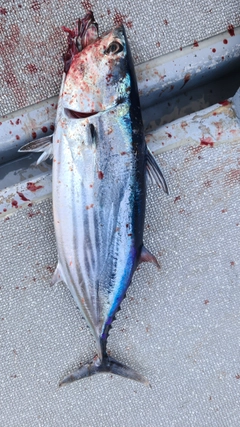 カツオの釣果