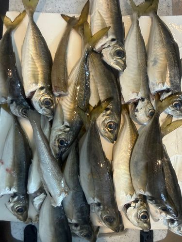 本牧海づり施設