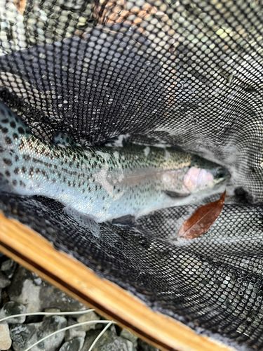 ニジマスの釣果