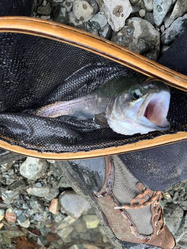 ニジマスの釣果