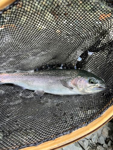 ニジマスの釣果