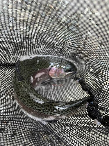 ニジマスの釣果