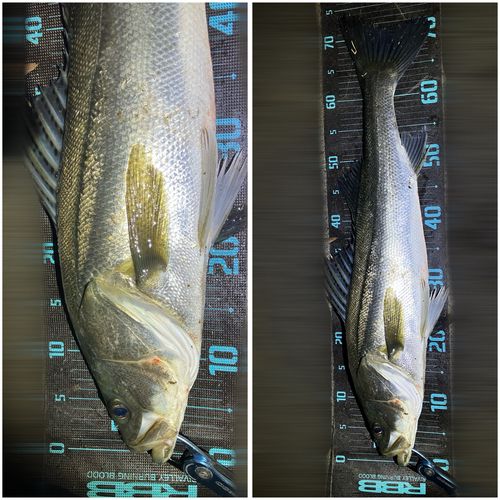 シーバスの釣果