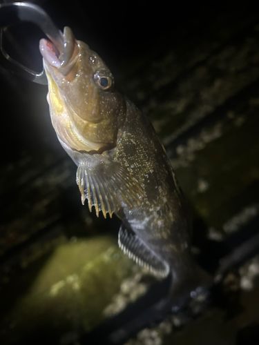 アイナメの釣果