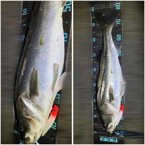 シーバスの釣果