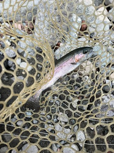 うらたんざわ渓流釣場