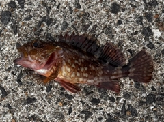アラカブの釣果