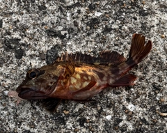 アラカブの釣果