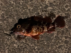 アラカブの釣果