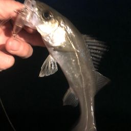 セイゴ（マルスズキ）