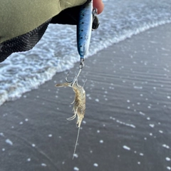 エビの釣果