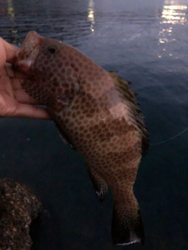 オオモンハタの釣果