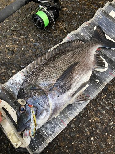チヌの釣果