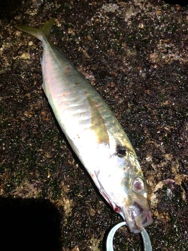 マルアジの釣果