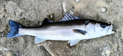 セイゴ（ヒラスズキ）の釣果