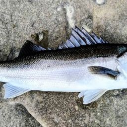 セイゴ（ヒラスズキ）