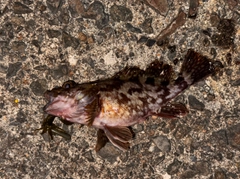 アラカブの釣果