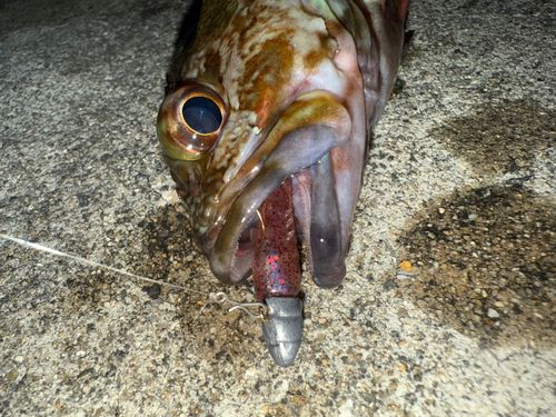 玉藻防波堤付近