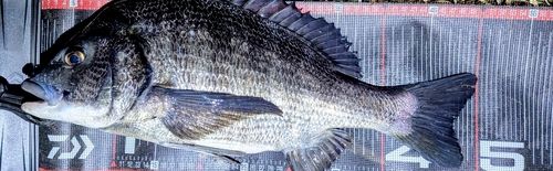 クロダイの釣果