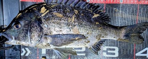 クロダイの釣果