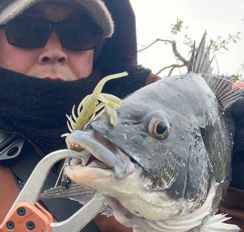 チヌの釣果