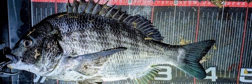 クロダイの釣果