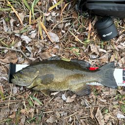 スモールマウスバス