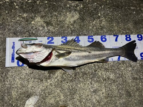 シーバスの釣果