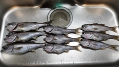 クロムツの釣果