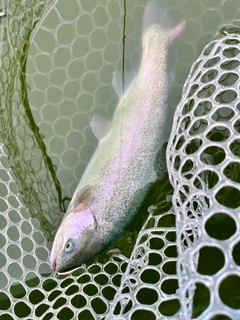 ニジマスの釣果