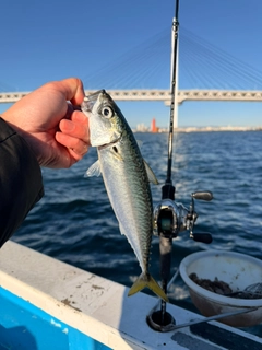 サバの釣果