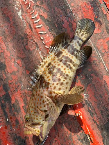 チャイロマルハタの釣果