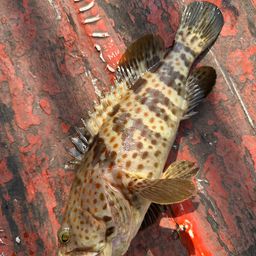 チャイロマルハタ