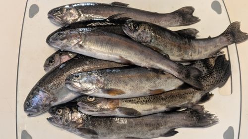 レインボートラウトの釣果