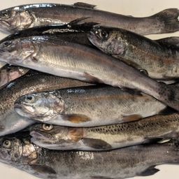 レインボートラウト