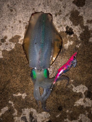 アオリイカの釣果
